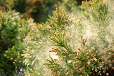 「花粉の大量飛散」が景気に悪影響なワケ