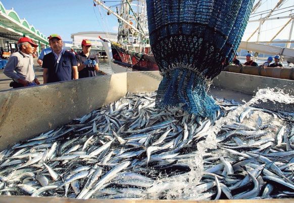 日本のサンマ不漁は台湾や中国の乱獲が主因か