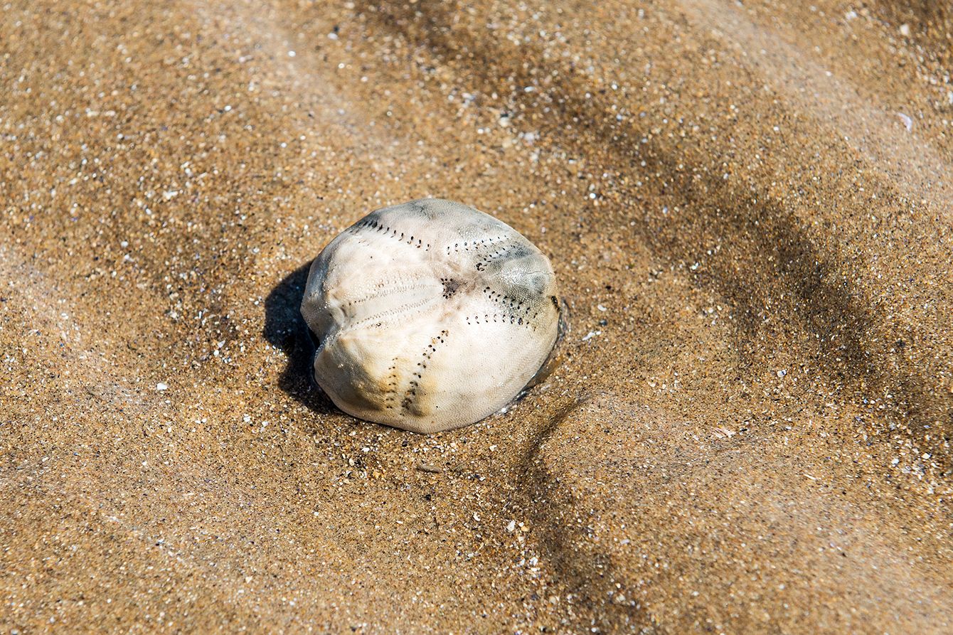 ネズミブンブク　棘付き&棘無し　ブンブク　ウニ殻 ネズミブンブク 棘付き&棘無し ブンブク ウニ殻 【公式通販】