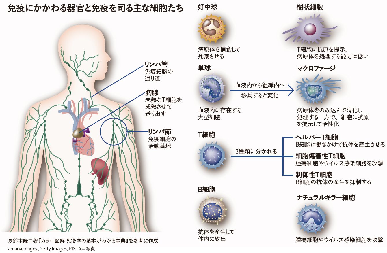 なぜ一度病気にかかると 二度と同じ病気になりにくいのか 記事詳細 Infoseekニュース