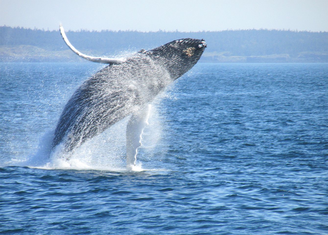 コロナ禍に考えたい｢なぜクジラは邪魔なフジツボをつけて泳ぐのか｣