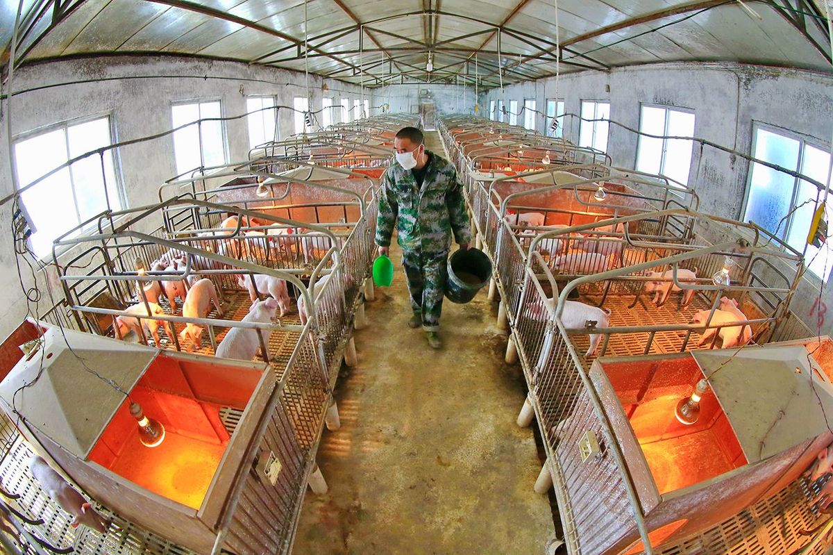 17階建ての｢タワー豚舎｣で35万頭の豚を飼育…アリババ､恒大集団も群がる中国｢巨大豚肉ビジネス｣の実態