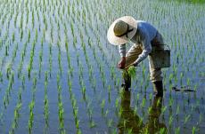 ｢税金9兆円を投じても農産物生産量は減少｣日本の食料自給率がまったく上がらない根本原因