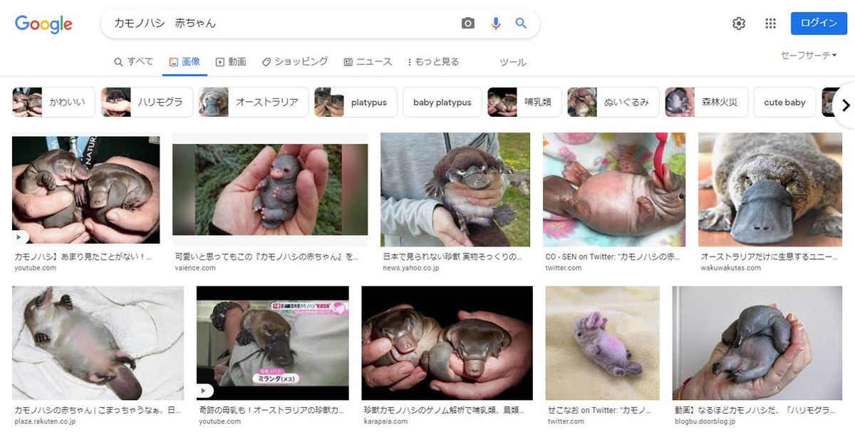 あなたは｢カモノハシの赤ちゃん｣の画像を探せるか…拡散情報にダマされ