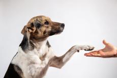 ｢犬は主人に対して忠誠心を持つ｣は間違い…科学的研究でわかった犬が本当に考えていること