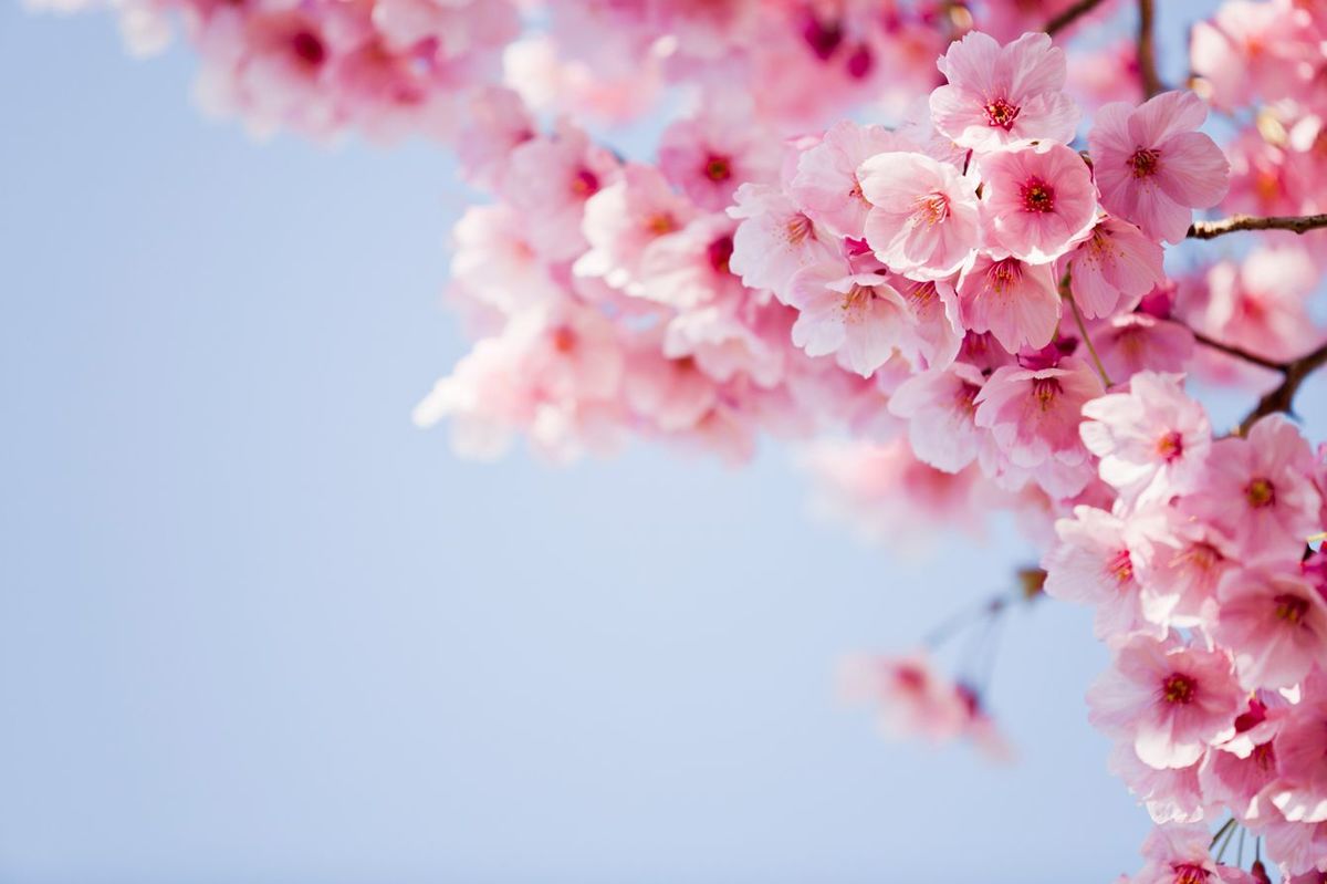 ｢社内の花見｣も毎年カイゼンする…トヨタ歴代の｢花見の幹事｣が細かすぎるマニュアル資料を残すワケ