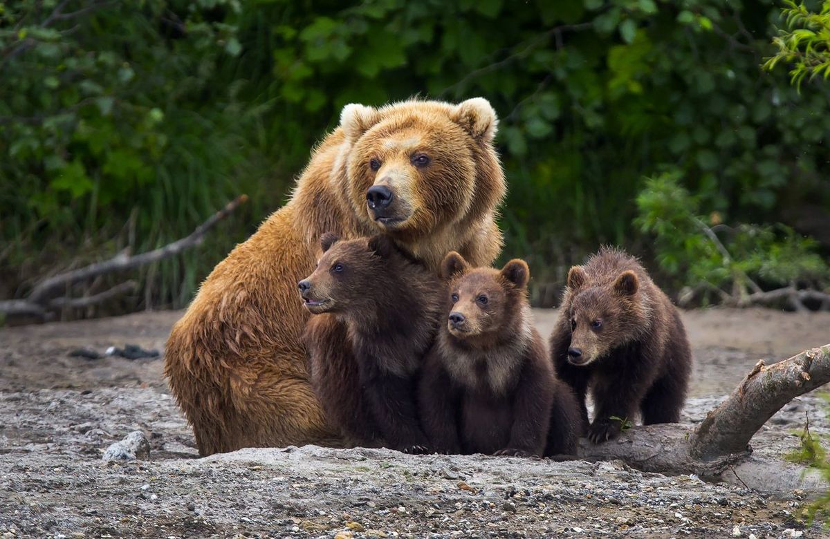 熊に9年間も育てられ､人間性を失った…行方不明ののち発見された子どもが語った｢人さらい熊｣の真実
