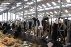 アメリカの穀物消費のために､乳牛と日本人が犠牲に…牛乳危機の背景にある｢変態酪農｣という根本問題