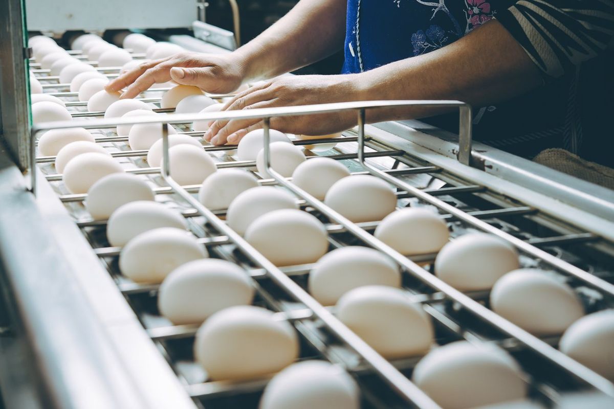シンガポールでは｢6個入り1000円｣で売れる…生で食べられる日本産の卵が海外で人気になっているワケ