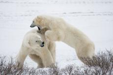 1000頭のホッキョクグマに襲われ､数百人の集落が消滅…史上最悪の獣害｢ラブラドール事件｣の恐るべき真相