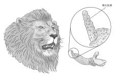 メスの欲求に応えられないと追放…ライオンのオスは交尾の拒否権がなくメスたちと1日50回も試練を繰り返す