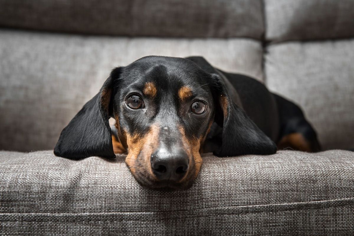 ｢もう自由に生きていいんだよ｣死んだ愛犬からの声に従い､人格否定された毒母に別れを告げた娘の胸の内