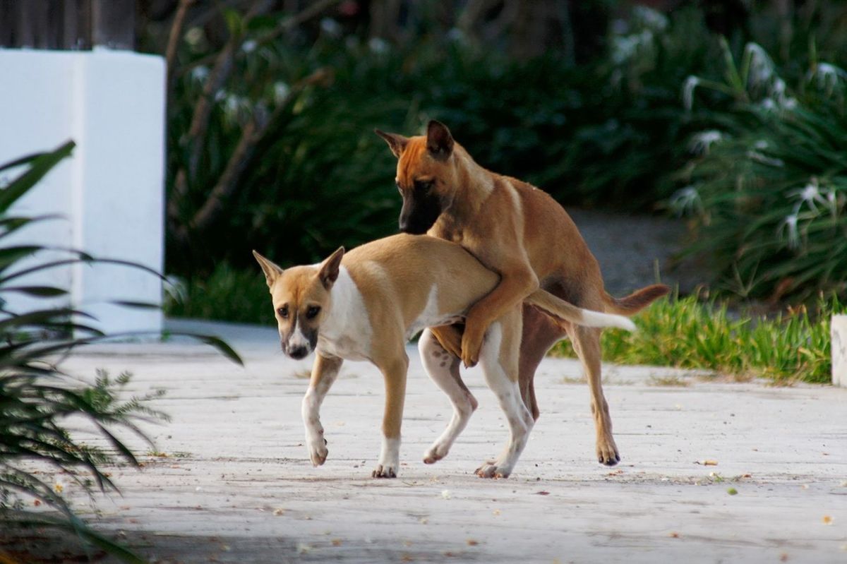 犬の陰茎は一度入ったらなかなか抜けない…メスが嫌がっても交尾が続く&quot;独自のロックオン式&quot;という進化