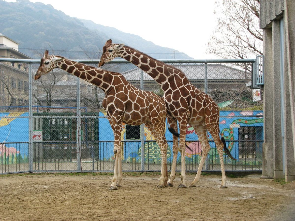 キリンの交尾を｢へたくそ｣と笑うな…122回マウントしても挿入できないオスがいたほど難易度が高いワケ｜Infoseekニュース