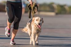 ｢散歩=犬の運動｣ではない…愛犬の健康寿命を延ばすために｢えさやり｣と｢散歩｣で知っておくべきこと