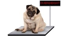 残念ながら｢愛犬の約半数｣は太りすぎ…健康寿命を延ばすために知っておくべき｢犬のBMI｣の測り方