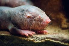なぜハダカデバネズミは老化せず､突然死ぬのか…生命科学者が発見した｢死の直前まで元気バリバリ｣への条件