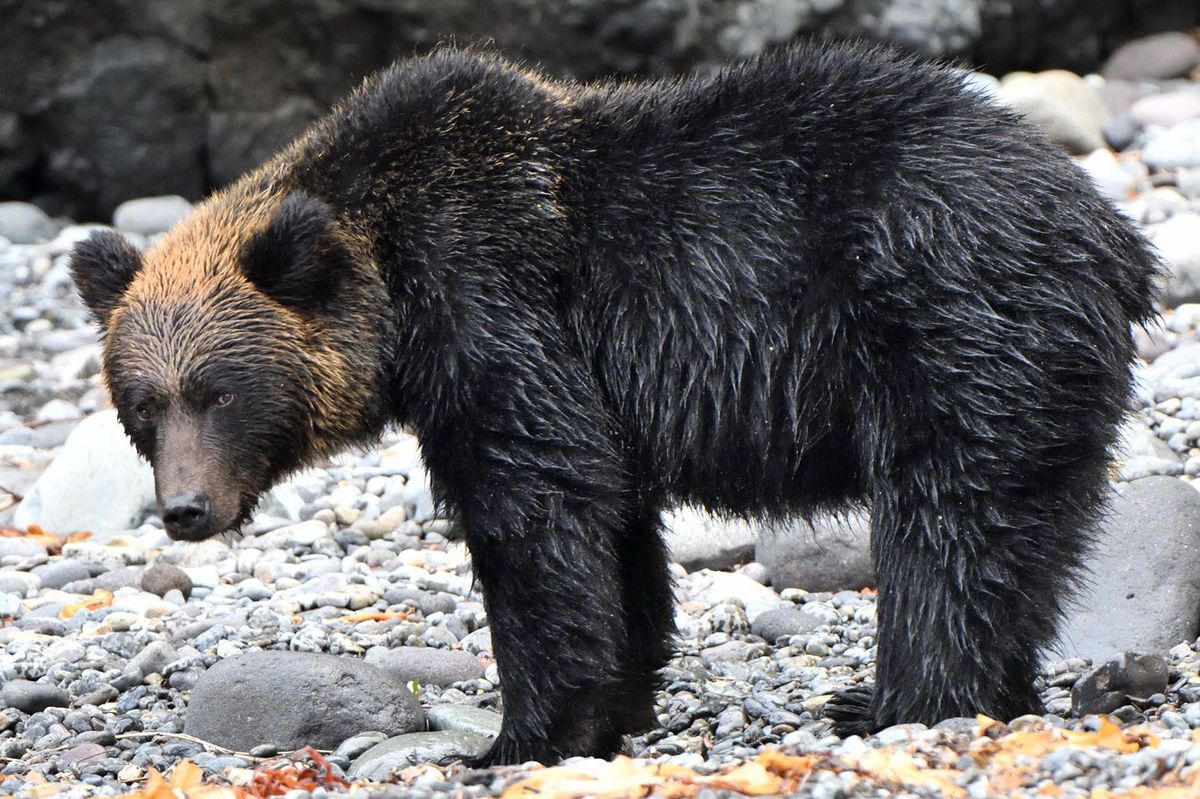 なぜ約100年前の北海道でも｢クマ被害｣は急増したのか…ヒグマを甘くみた｢にわか猟師たち｣を襲った惨劇