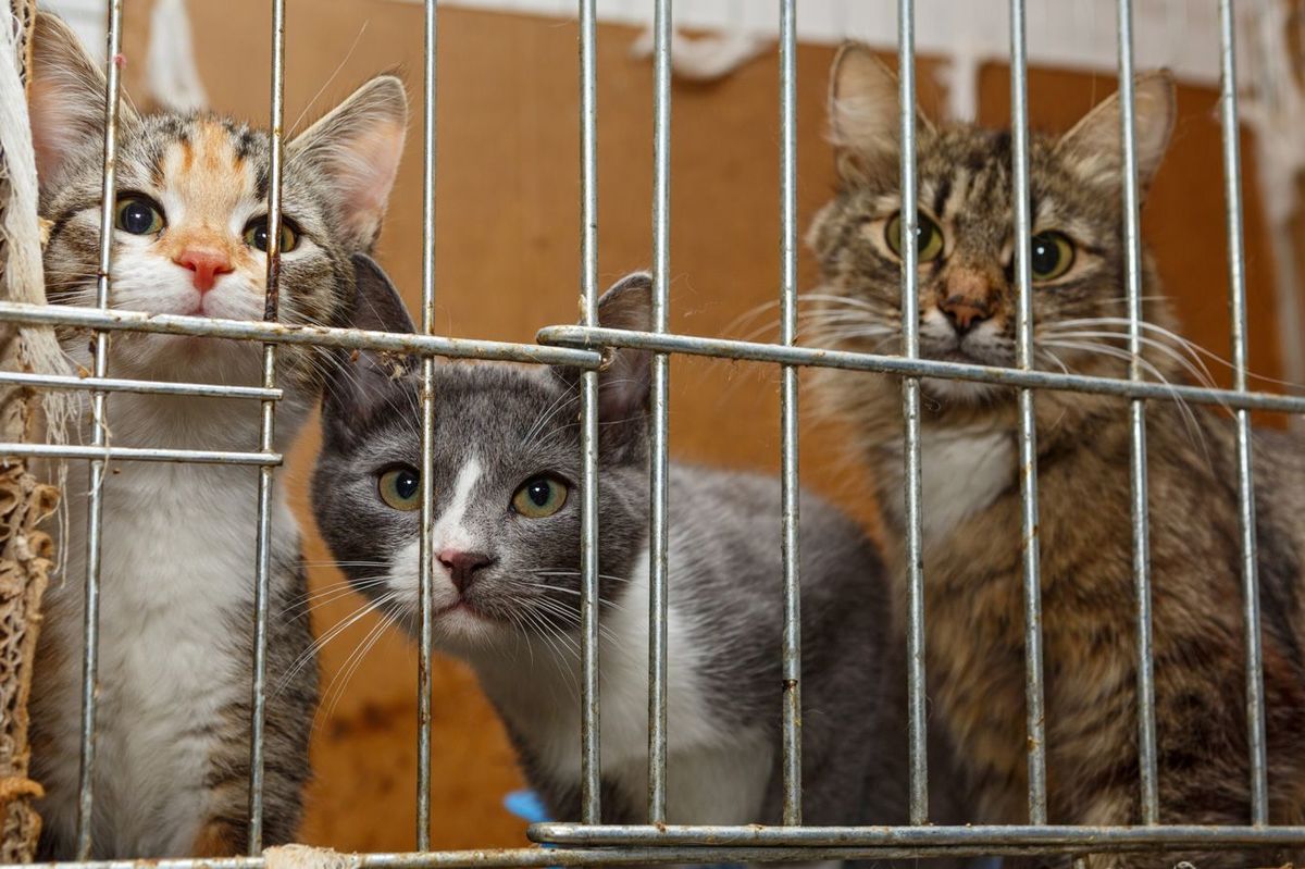 飢えた猫が子猫たちを食い荒らす…数十匹の猫を飼育する｢繁殖部屋｣で目の当たりにした悲惨な光景