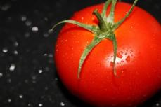 中国の研究者、トマトから高収量の「秘密」を発見