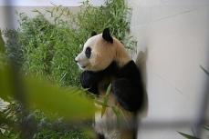 韓国生まれのパンダ「フーバオ」中国に返還も人気衰えず、旅行会社が先を争うように訪中パンダツアー販売