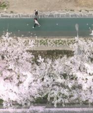 韓国のインテリ派俳優、満開の桜の木によじ登る写真を投稿し物議「木が傷む」「誰でもやる」