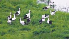 湖南省で「鳥類の国宝」コウノトリの繁殖を初確認―中国