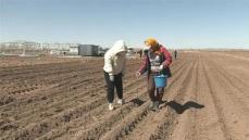 1万5000粒の宇宙ジャガイモの種子、内モンゴル自治区で試験栽培―中国