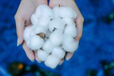 米国の禁止令は効果なし？新疆綿を含む製品が大々的に販売されていることが判明―独メディア