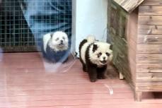 チャウチャウを染めて「パンダ犬」に、詐欺疑惑が浮上―江蘇省泰州市