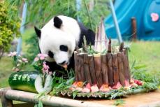 済南動物園のパンダ「雅吉」が10歳に―中国