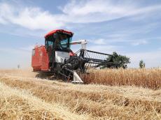 中国の小麦収穫進捗率は20％弱