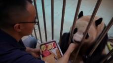 韓国から返還されたパンダ「福宝」、隔離期間を終えて6月に一般公開へ―中国