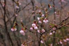 桜の新種「全州桜」、広西チワン族自治区で発見―中国