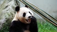 韓国から帰国のパンダ「福宝」が12日に一般公開へ―中国