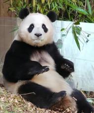 韓国から返還されたパンダ「フーバオ」を長期にわたって盗撮、永久出禁に―中国