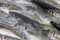 日本人1人当たりの魚介消費量が年間22キロで過去最低に、中国ネットも注目