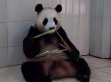 韓国から帰国して2カ月余り、パンダ「フーバオ」の大好物は？太った？痩せた？