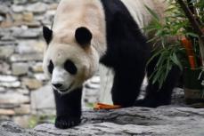 韓国生まれのパンダ「フーバオ」の一般公開がスタート―中国
