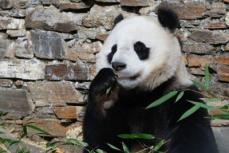 中国ジャイアントパンダ保護研究センター、国際協力により28年間で31頭のパンダの繁殖に成功