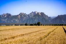 車窓から一面黄金色の麦畑を一望できる高速鉄道―中国