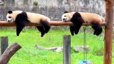 まるで「コピペ」！同じ動きを見せる2頭のパンダ―重慶市