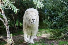 7年間地下飼育場に閉じ込められていたホワイトライオンを救出＝韓国ネット「動物園は廃止すべき」
