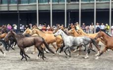馬の文化をたっぷり楽しめる新疆の野馬古生態パークが人気に―中国