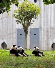 中国、今年さらに10頭のパンダが返還―中国メディア