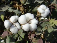 綿花の茎が最新の研究で高価値製品に―中国