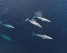 太平洋のコククジラが20年で体長1．65メートル短縮、環境変化に関連か