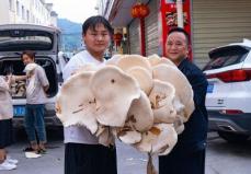 約51キロ！雲南省で1人では抱えきれないほどの巨大野生キノコ発見―中国