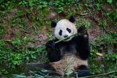 ジャイアントパンダ2頭が米国に出発―中国