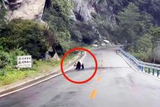 野生パンダが道路を渡る姿が捉えらえる―中国